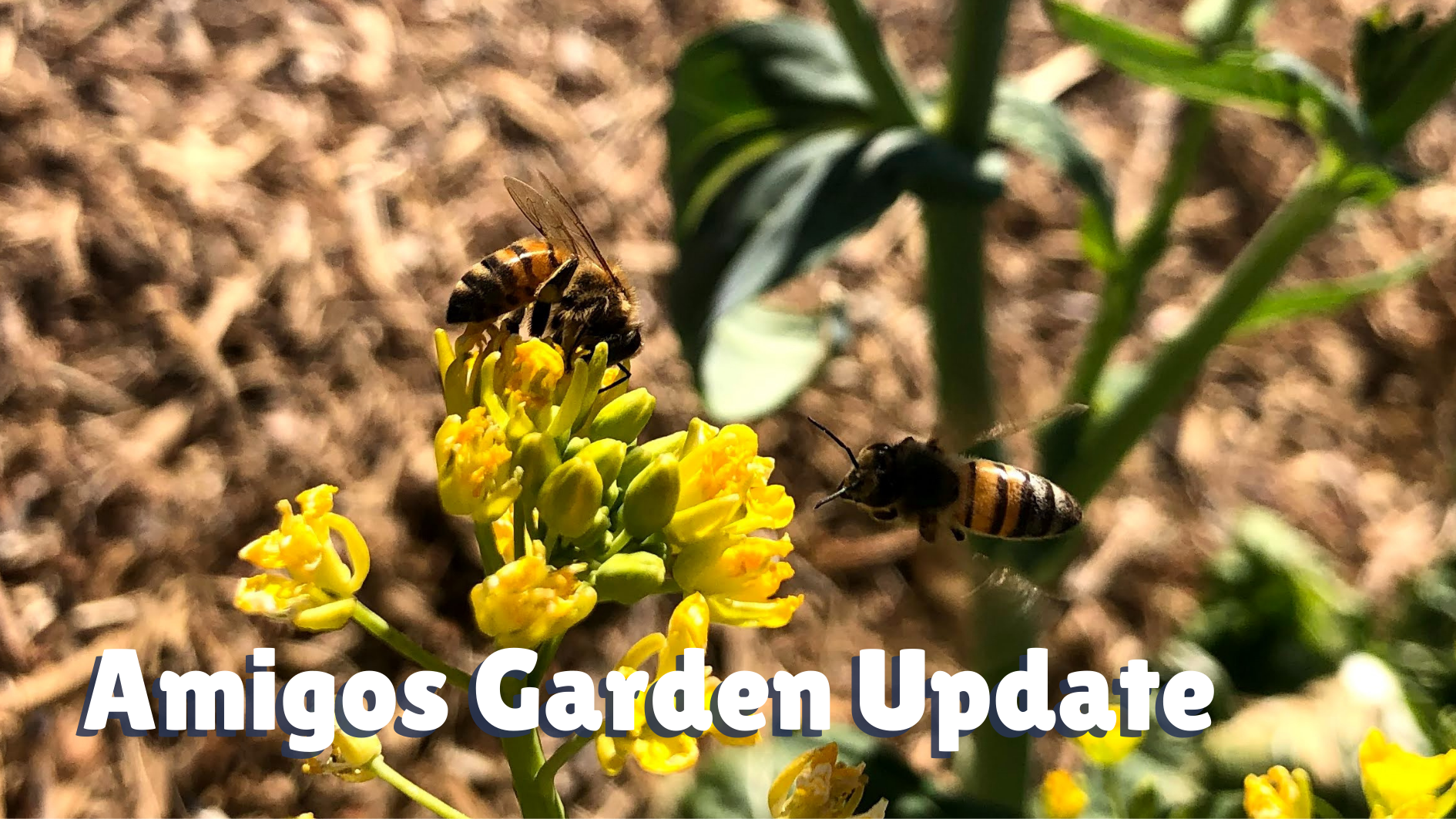 Amigos Garden Winter Update, from Bill Hooten