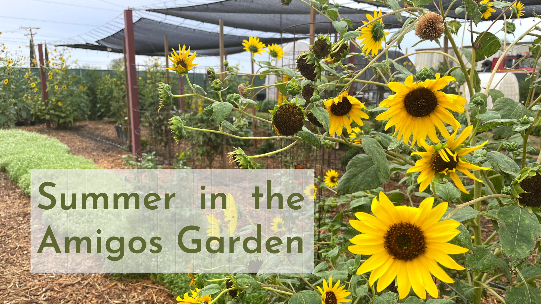 Summer in the Amigos Garden